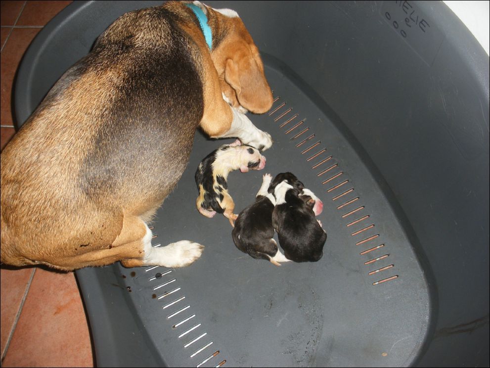 cuccioli amelie-1